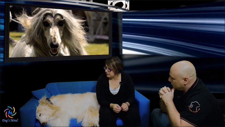 αφγανικό λαγωνικό εκπαίδευση σκύλων