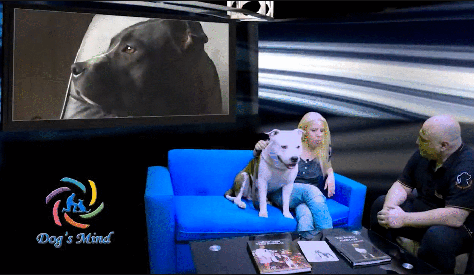 American Staffordshire Terrier εκπαίδευση σκύλων