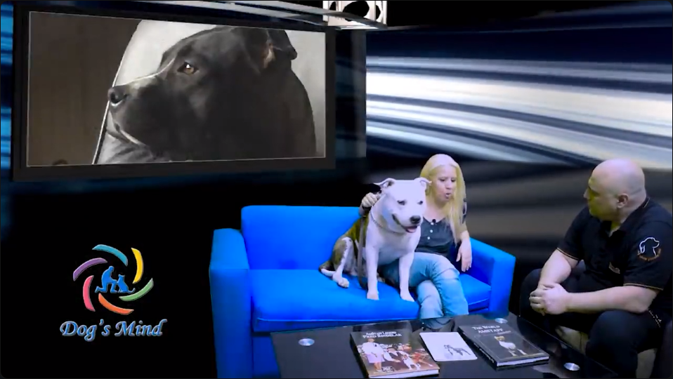 American Staffordshire Terrier εκπαίδευση σκύλων