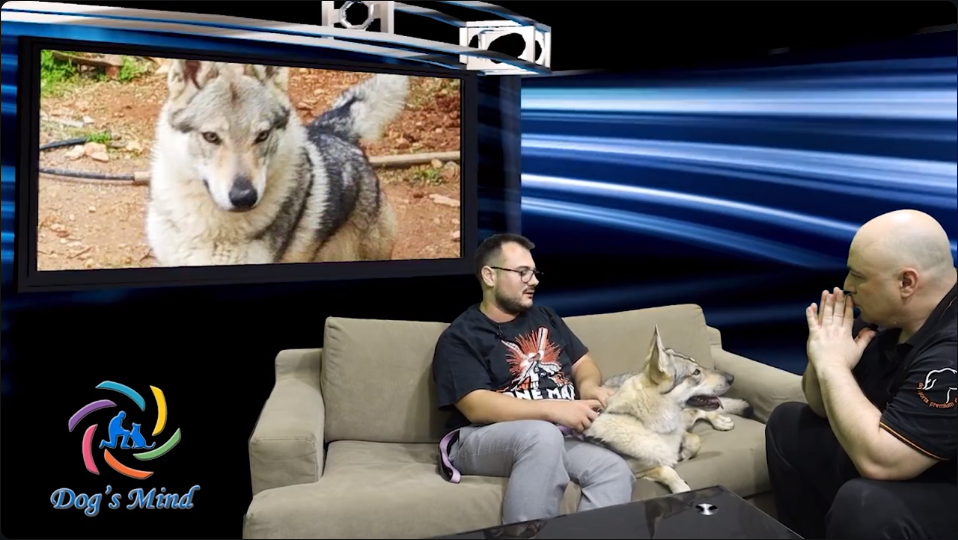 Τσεχοσλοβάκικο Λυκόσκυλο - Czechoslovakian Wolfdog. εκπαίδευση σκύλων