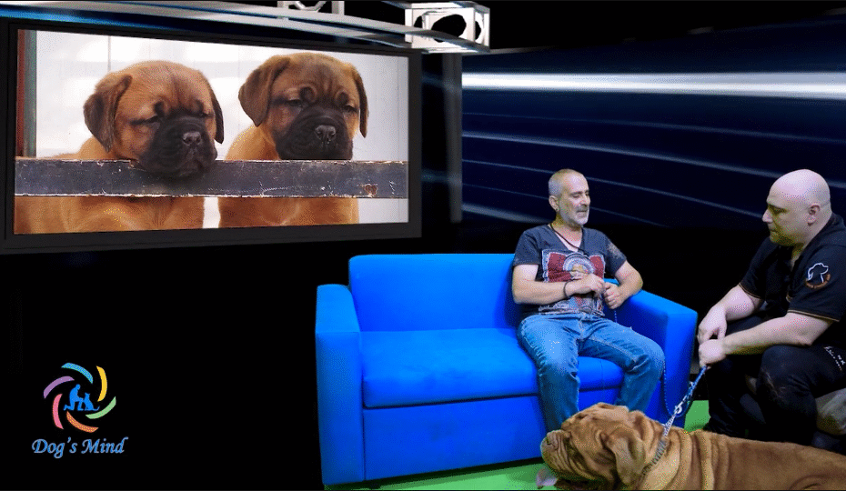 Dogue de Bordeaux – Η σιωπηλή ισχύς της Γαλλίας εκπαίδευση σκύλων