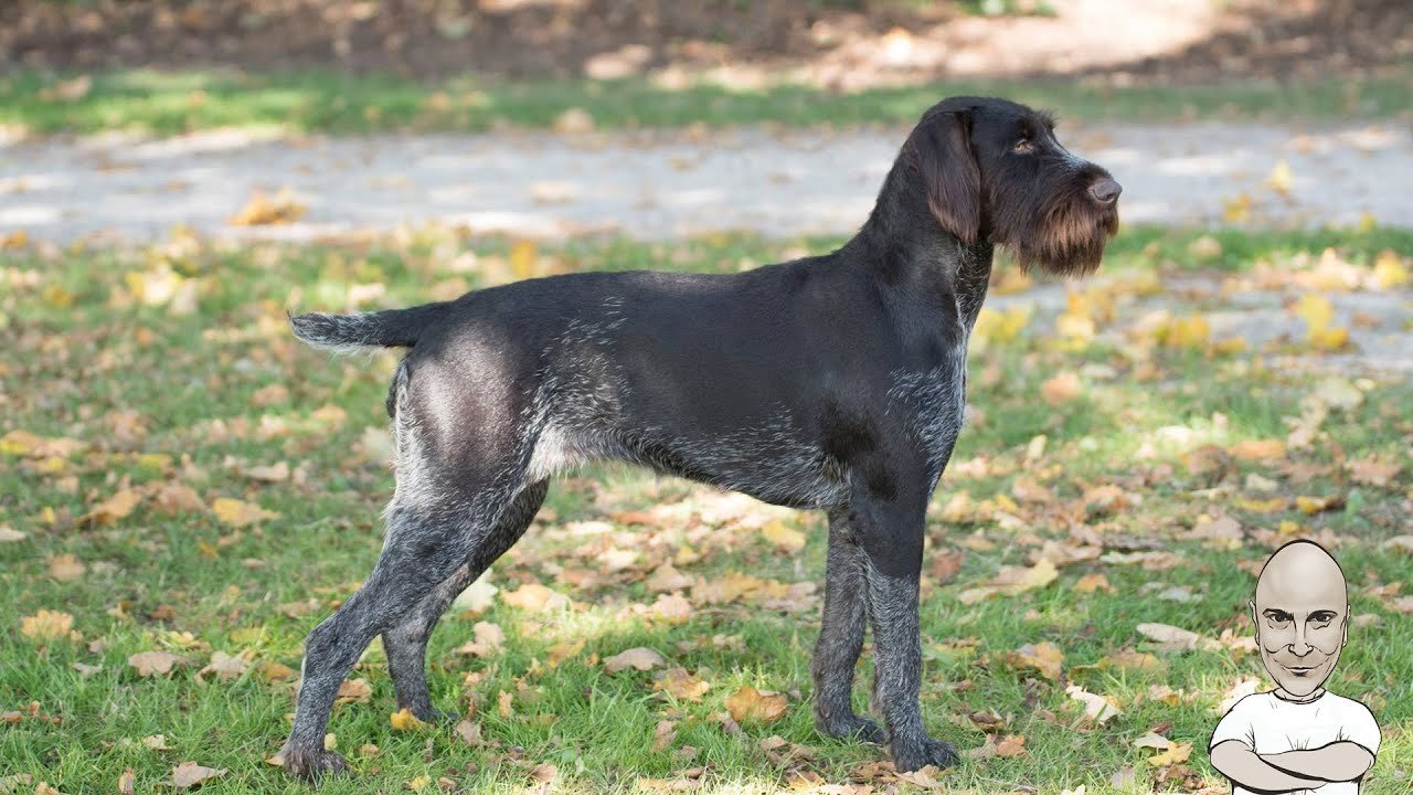 Drahthaar Ο Ελβετικος Σουγιάς