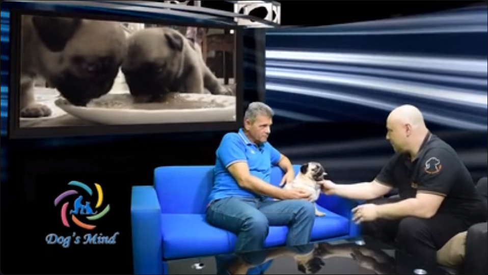 εκπαίδευση σκύλων pug