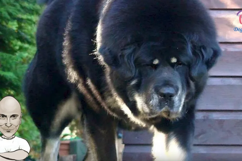 Tibetan Mastiff