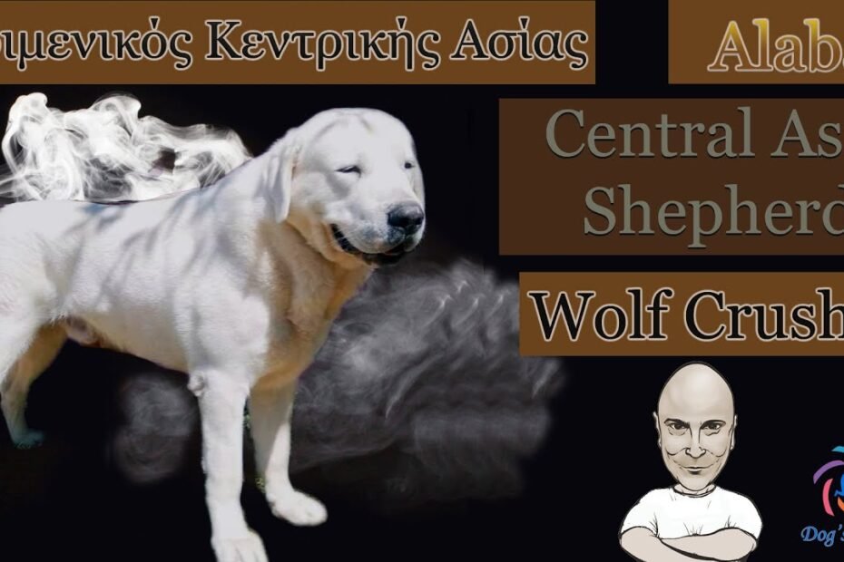 Ποιμενικός Κεντρικής Ασίας