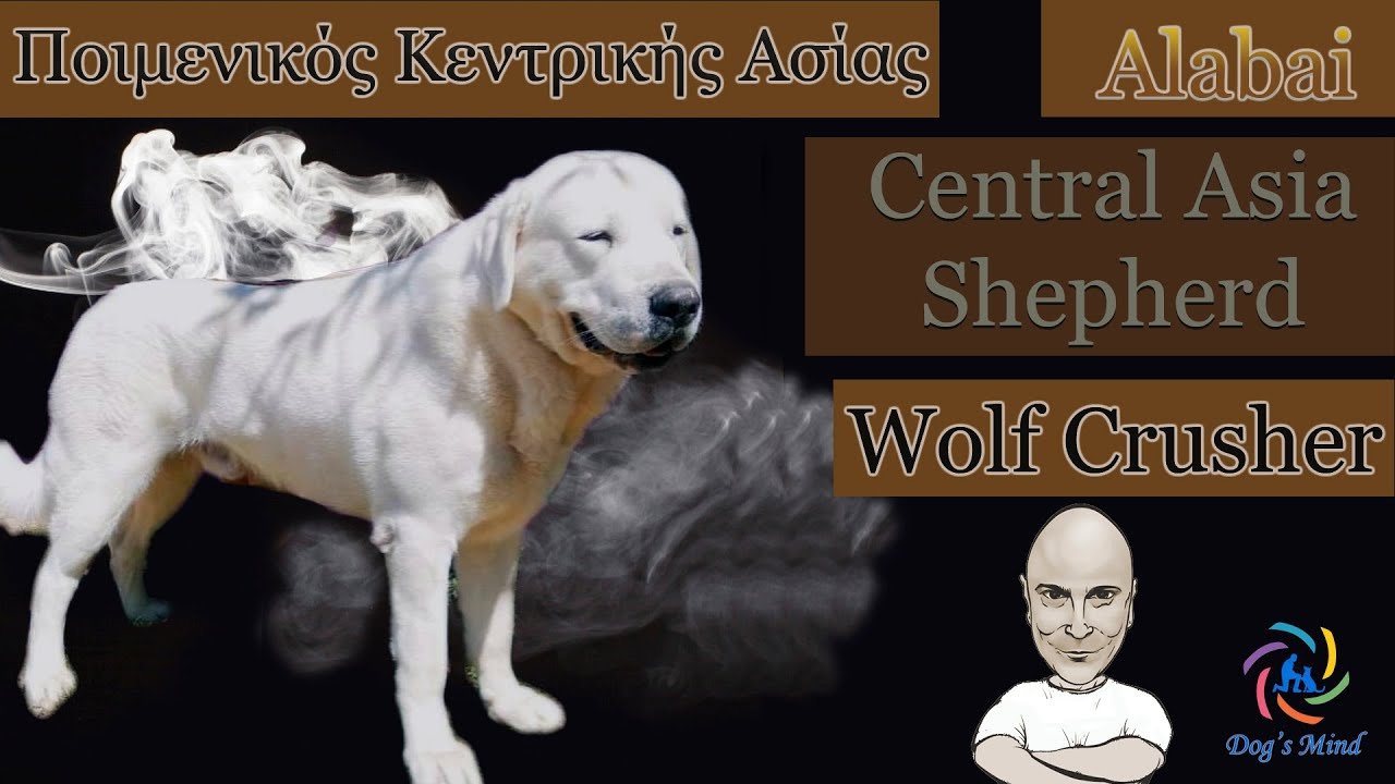 Ποιμενικός Κεντρικής Ασίας