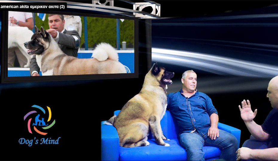 american akita