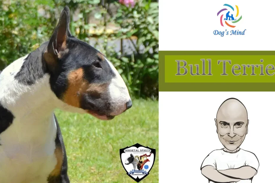 bull terier