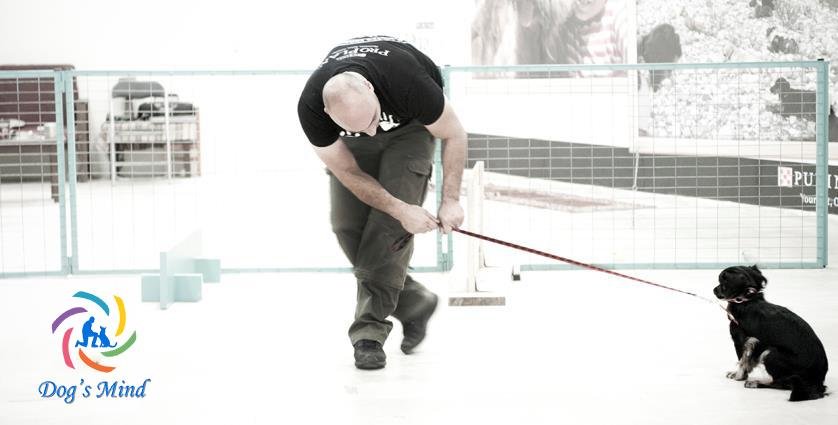 Christos Koutsis - Dog Training