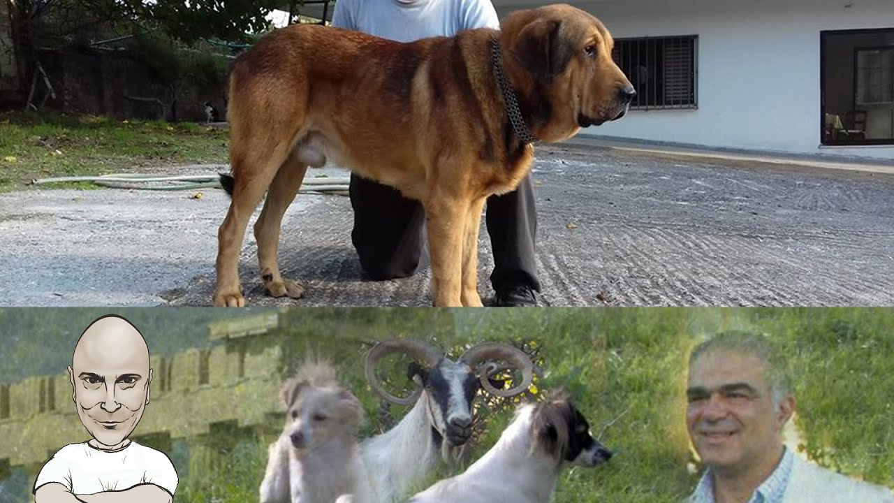 μολοσσός ηπείρου εκπαίδευση σκύλων